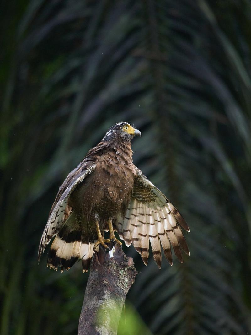 Crested Serpent Eagle, Kinabatangan river, Sabah, Malaysia