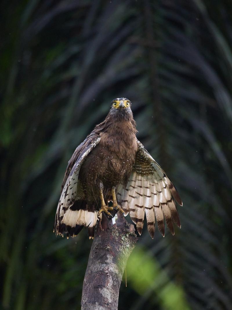 Crested Serpent Eagle, Kinabatangan river, Sabah, Malaysia