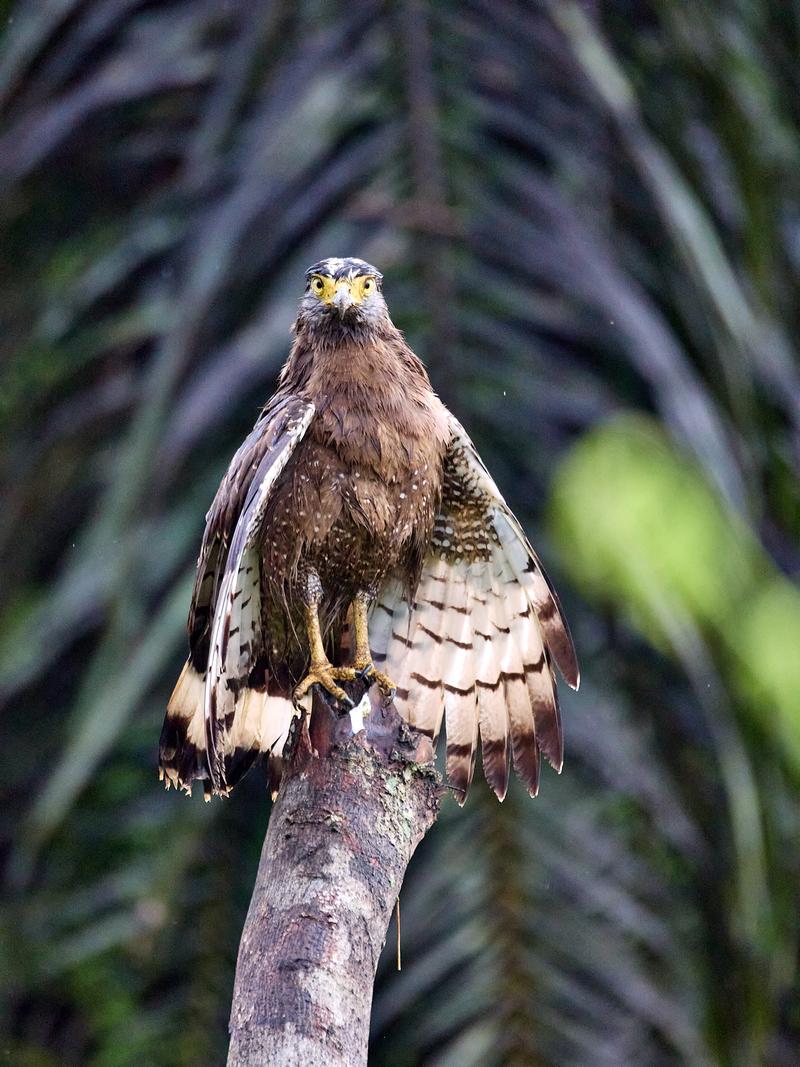 Crested Serpent Eagle, Kinabatangan river, Sabah, Malaysia