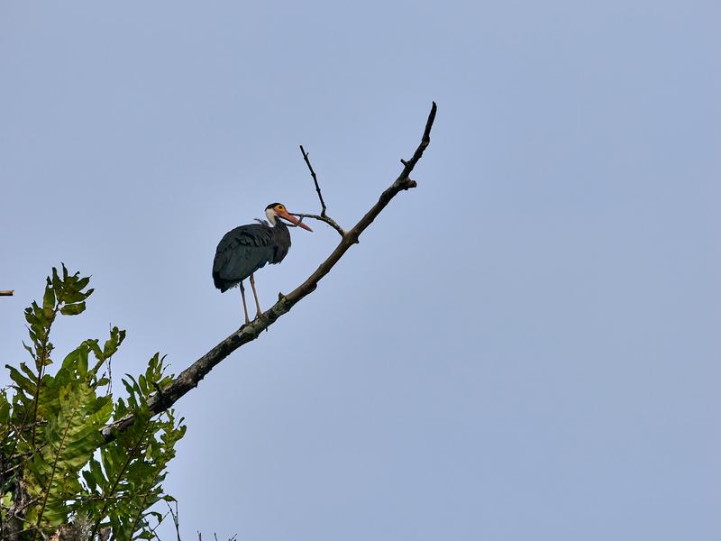 Storm's Stork, Kinabatangan river, Sabah, Malaysia