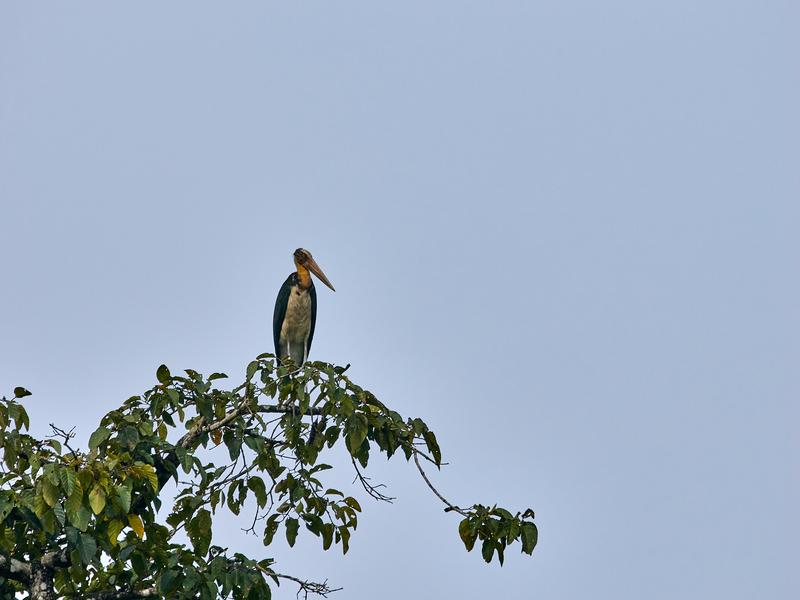 Greater adjutant perched, Kinabatangan river, Sabah, Malaysia