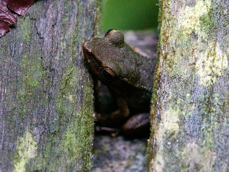 Sharp-Nosed Tree Frog, Kinabatangan river, Sabah, Malaysia