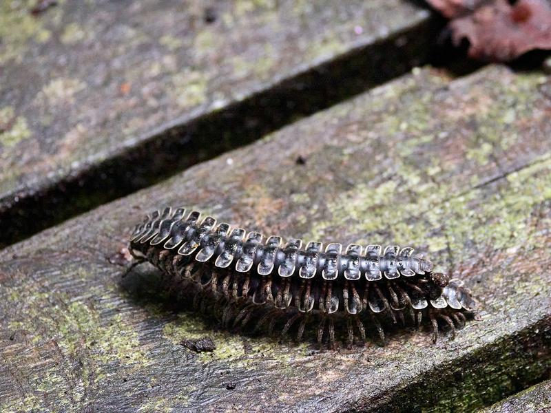 Borneo tractor millipede, Kinabatangan river, Sabah, Malaysia