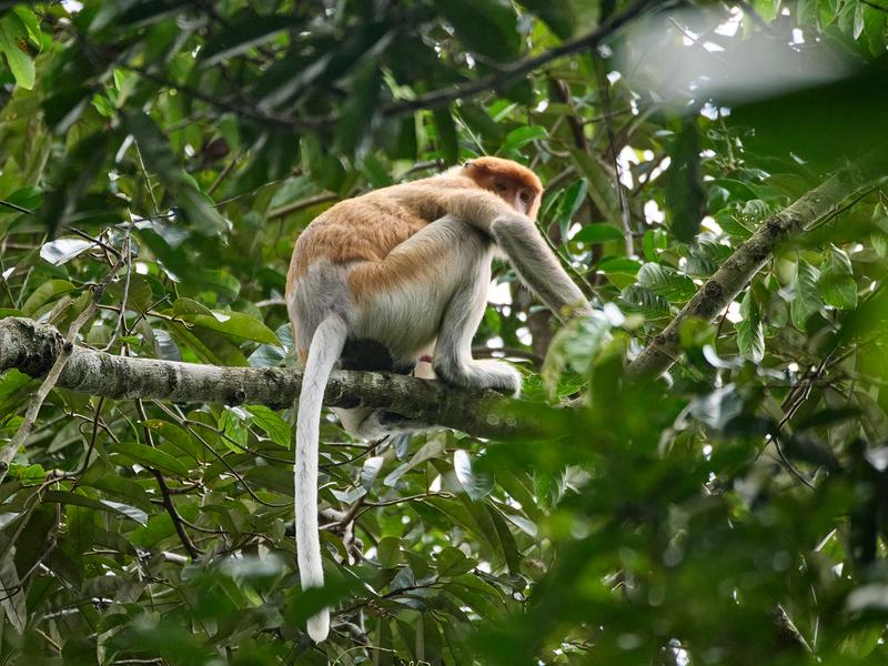 Male Proboscis Monkey, Kinabatangan river and Sukau Rainforest Lodge, Sabah, Malaysia
