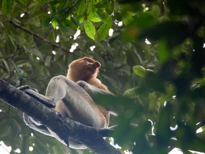 Male Proboscis Monkey, Kinabatangan river and Sukau Rainforest Lodge, Sabah, Malaysia