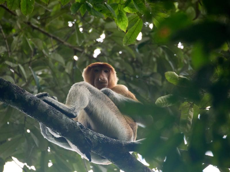 Male Proboscis Monkey, Kinabatangan river and Sukau Rainforest Lodge, Sabah, Malaysia