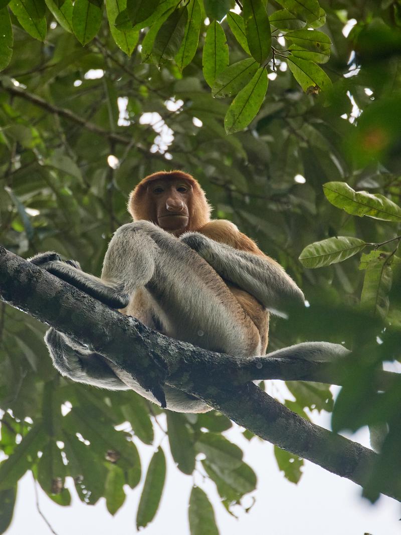 Male Proboscis Monkey, Kinabatangan river and Sukau Rainforest Lodge, Sabah, Malaysia