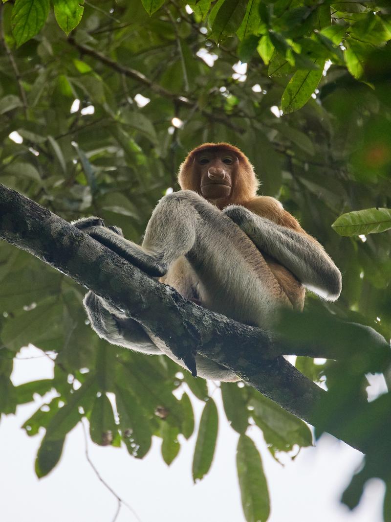 Male Proboscis Monkey, Kinabatangan river and Sukau Rainforest Lodge, Sabah, Malaysia