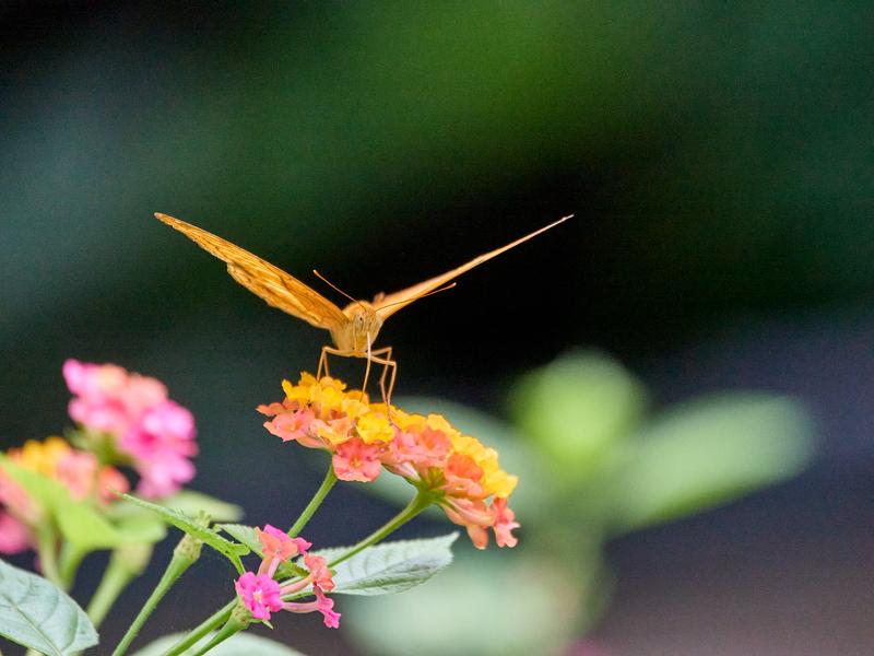 Vindula dejone, Kinabatangan river and Sukau Rainforest Lodge, Sabah, Malaysia