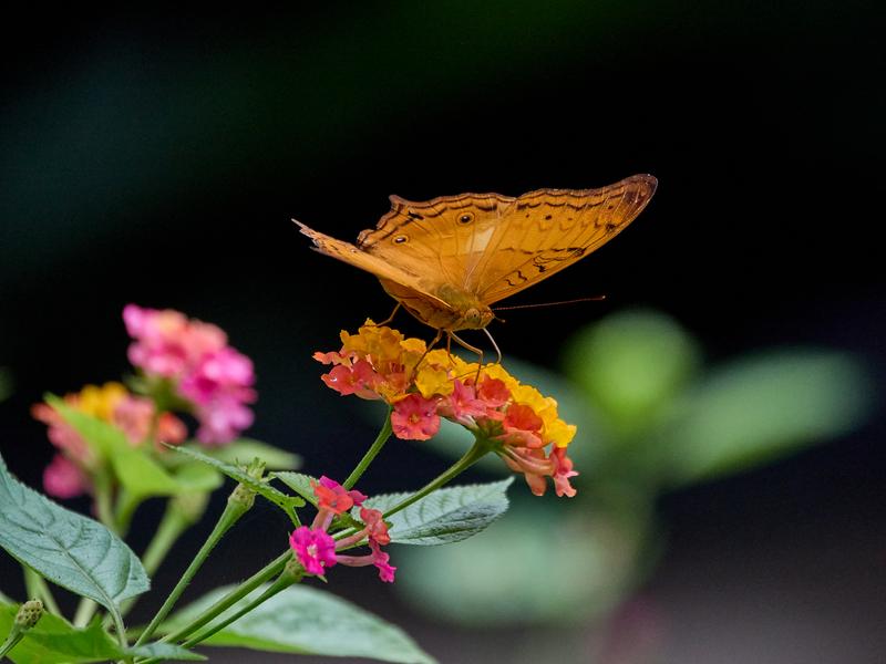 Vindula dejone, Kinabatangan river and Sukau Rainforest Lodge, Sabah, Malaysia