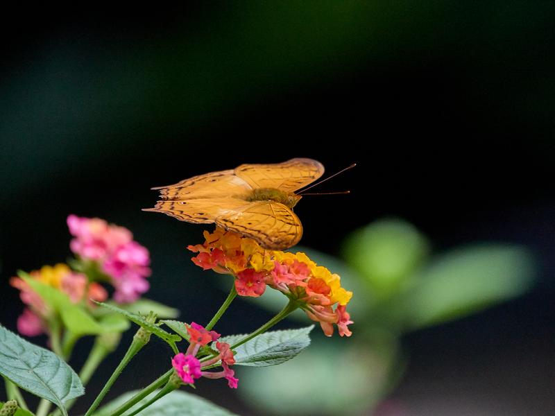 Vindula dejone, Kinabatangan river and Sukau Rainforest Lodge, Sabah, Malaysia
