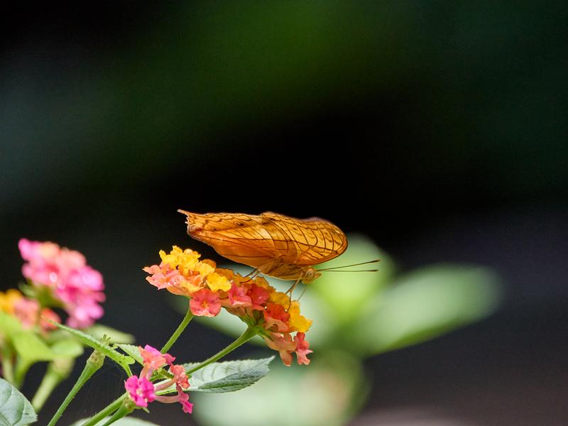 Vindula dejone, Kinabatangan river and Sukau Rainforest Lodge, Sabah, Malaysia