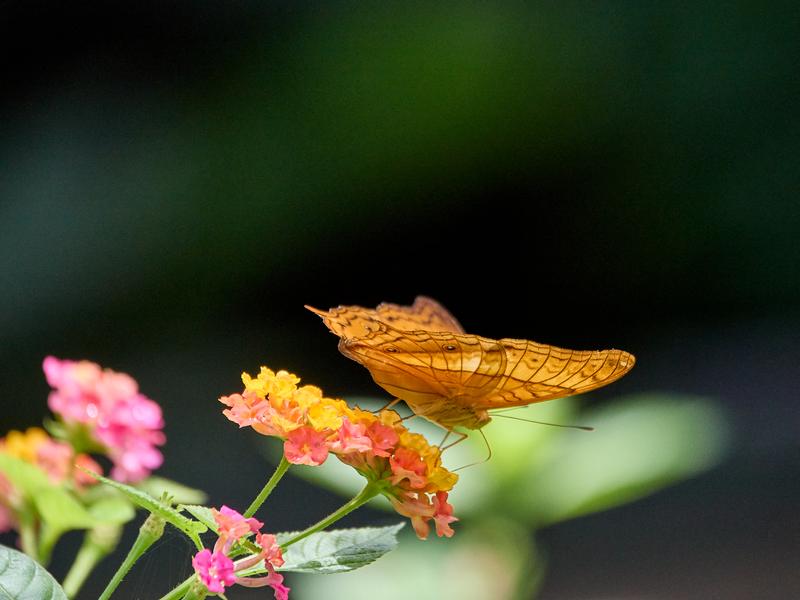 Vindula dejone, Kinabatangan river and Sukau Rainforest Lodge, Sabah, Malaysia
