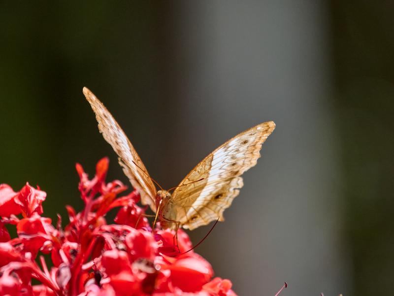 Vindula dejone, Kinabatangan river and Sukau Rainforest Lodge, Sabah, Malaysia