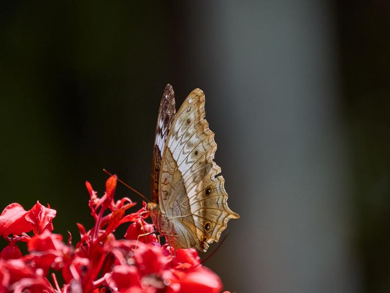Vindula dejone, Kinabatangan river and Sukau Rainforest Lodge, Sabah, Malaysia