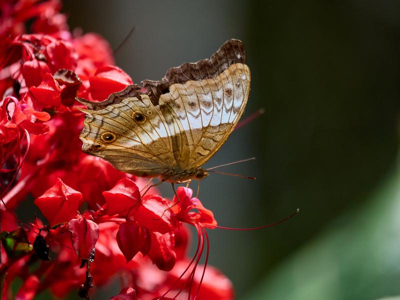 Vindula dejone, Kinabatangan river and Sukau Rainforest Lodge, Sabah, Malaysia