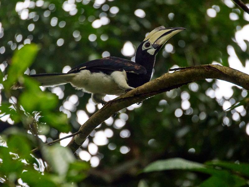 Oriental pied hornbill, Kinabatangan river and Sukau Rainforest Lodge, Sabah, Malaysia