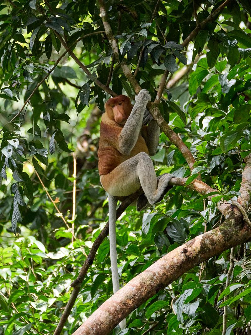 Male Proboscis Monkey, Kinabatangan river and Sukau Rainforest Lodge, Sabah, Malaysia