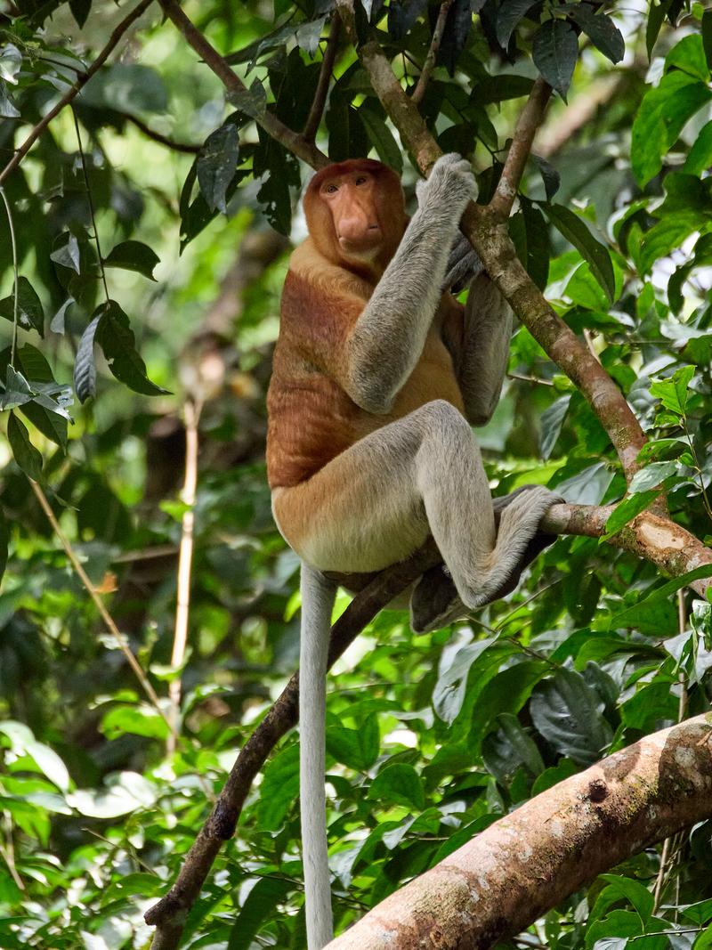 Male Proboscis Monkey, Kinabatangan river and Sukau Rainforest Lodge, Sabah, Malaysia