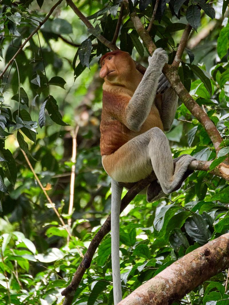 Male Proboscis Monkey, Kinabatangan river and Sukau Rainforest Lodge, Sabah, Malaysia