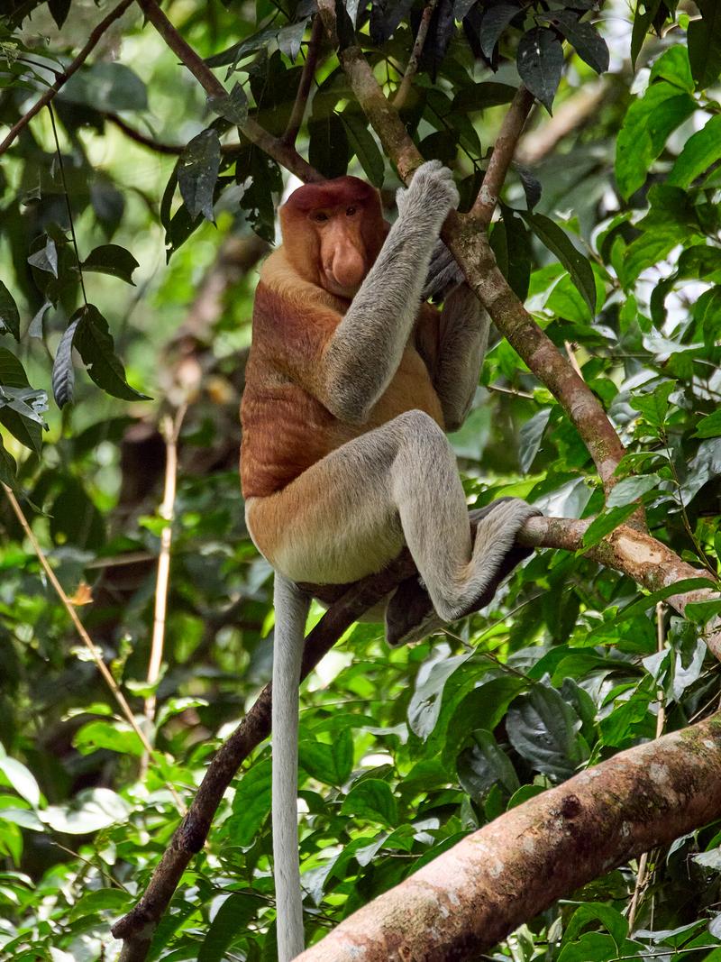 Male Proboscis Monkey, Kinabatangan river and Sukau Rainforest Lodge, Sabah, Malaysia