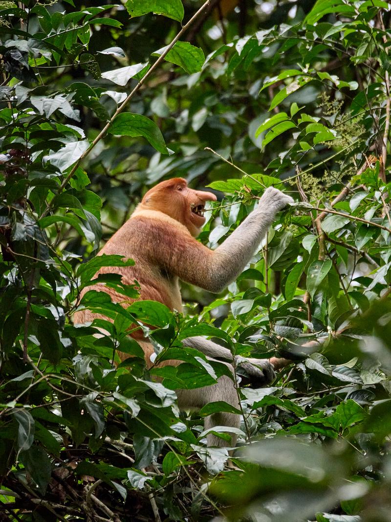 Male Proboscis Monkey, Kinabatangan river and Sukau Rainforest Lodge, Sabah, Malaysia