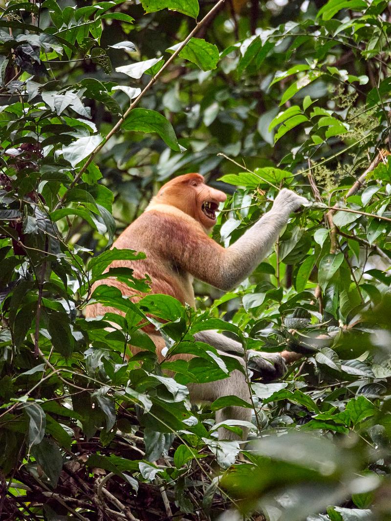Male Proboscis Monkey, Kinabatangan river and Sukau Rainforest Lodge, Sabah, Malaysia