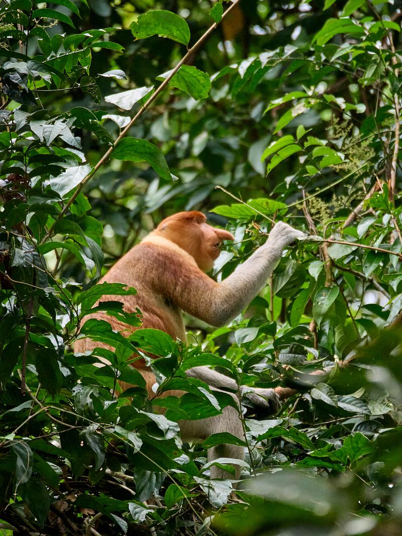 Male Proboscis Monkey, Kinabatangan river and Sukau Rainforest Lodge, Sabah, Malaysia
