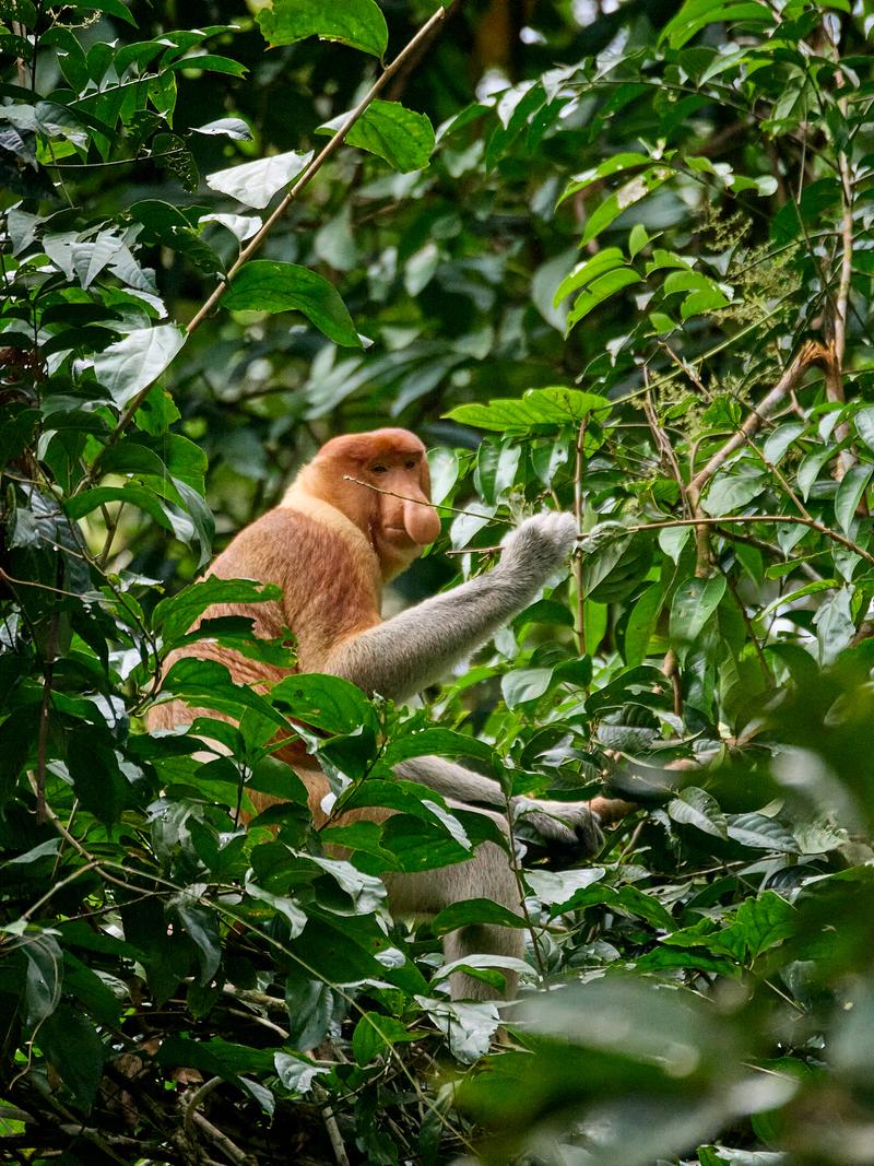 Male Proboscis Monkey, Kinabatangan river and Sukau Rainforest Lodge, Sabah, Malaysia