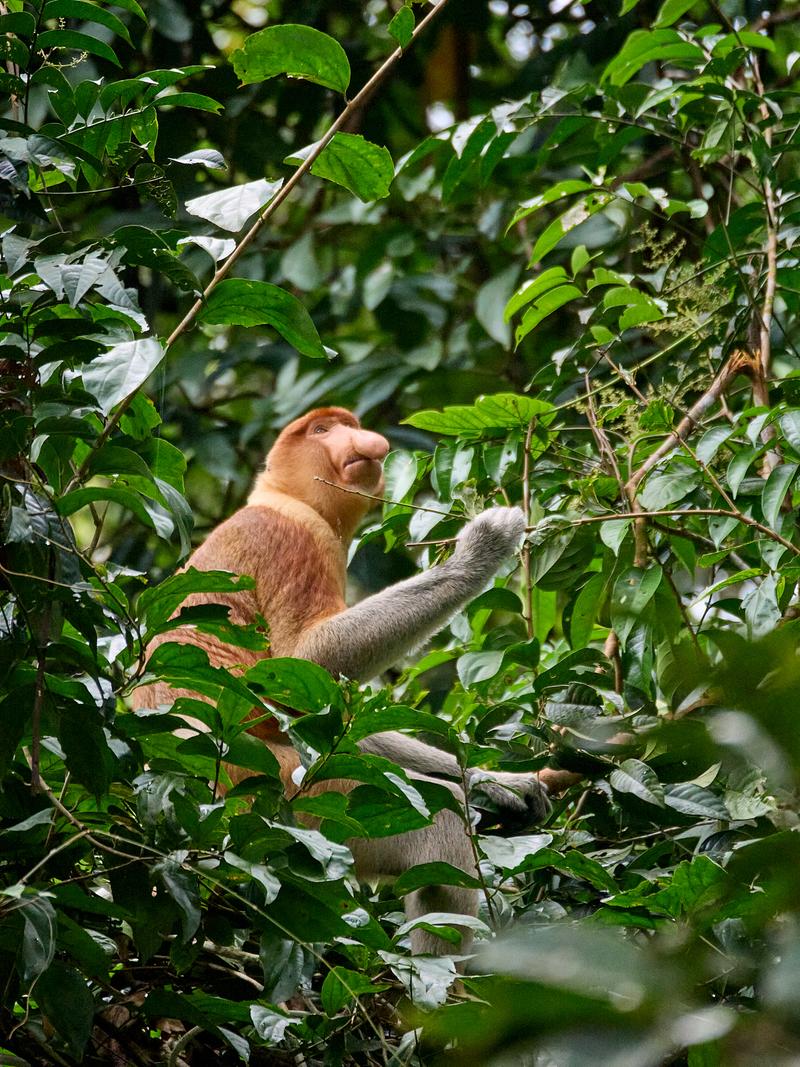 Male Proboscis Monkey, Kinabatangan river and Sukau Rainforest Lodge, Sabah, Malaysia