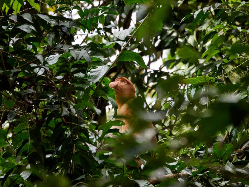 Male Proboscis Monkey, Kinabatangan river and Sukau Rainforest Lodge, Sabah, Malaysia
