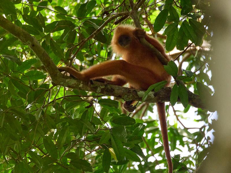 Maroon Leaf Monkey, Kinabatangan river and Sukau Rainforest Lodge, Sabah, Malaysia