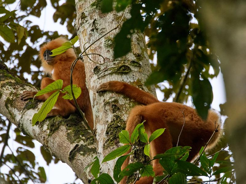 Maroon Leaf Monkeys, Kinabatangan river and Sukau Rainforest Lodge, Sabah, Malaysia