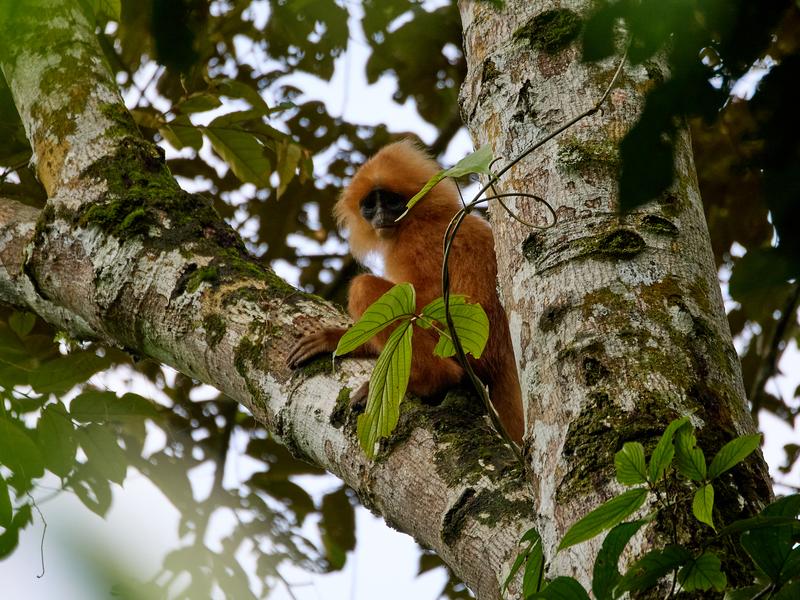 Maroon Leaf Monkeys, Kinabatangan river and Sukau Rainforest Lodge, Sabah, Malaysia
