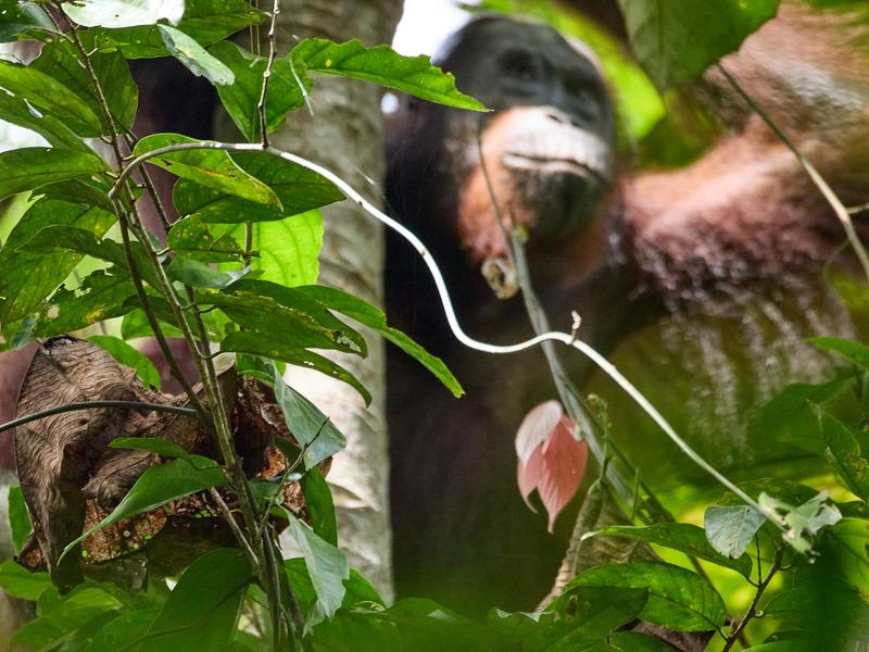 Orangutan, Kinabatangan river and Sukau Rainforest Lodge, Sabah, Malaysia
