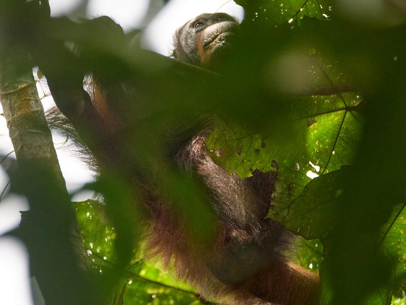 Orangutan, Kinabatangan river and Sukau Rainforest Lodge, Sabah, Malaysia