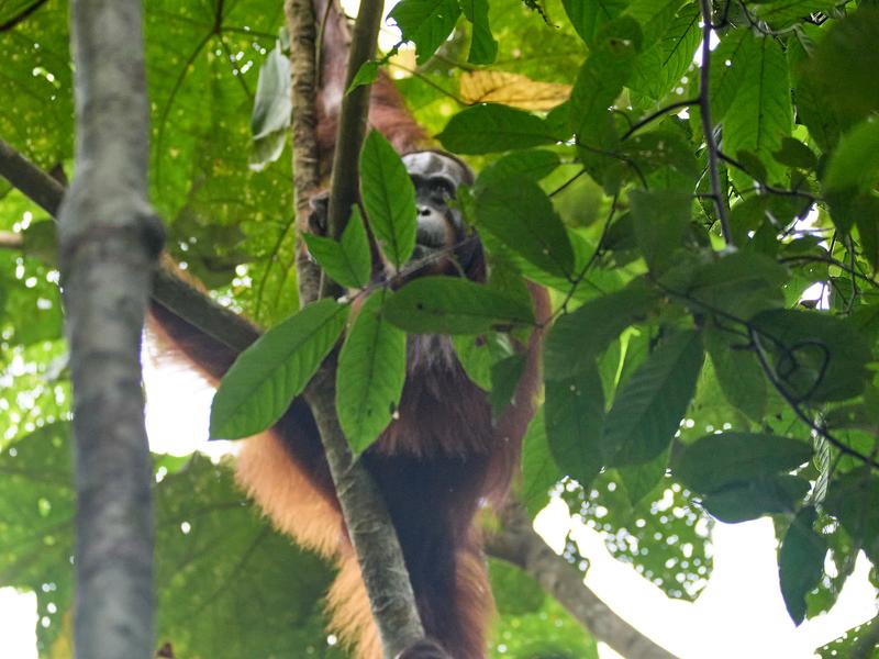 Orangutan, Kinabatangan river and Sukau Rainforest Lodge, Sabah, Malaysia