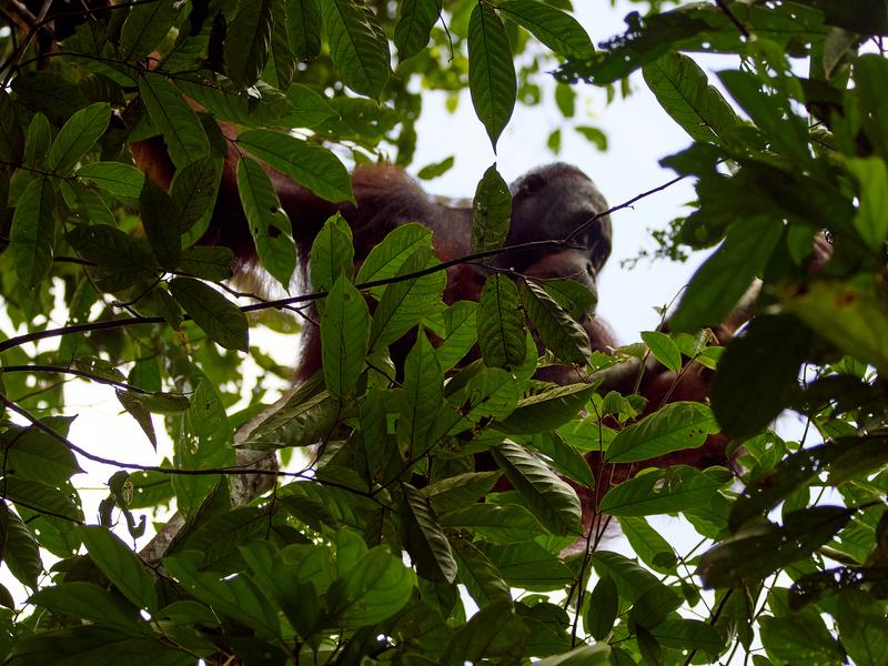 Orangutan, Kinabatangan river and Sukau Rainforest Lodge, Sabah, Malaysia