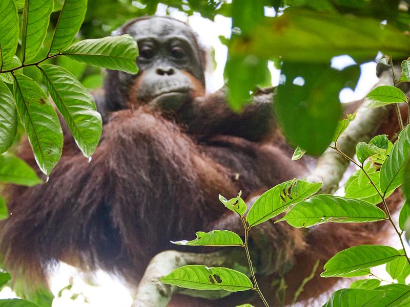 Orangutan, Kinabatangan river and Sukau Rainforest Lodge, Sabah, Malaysia