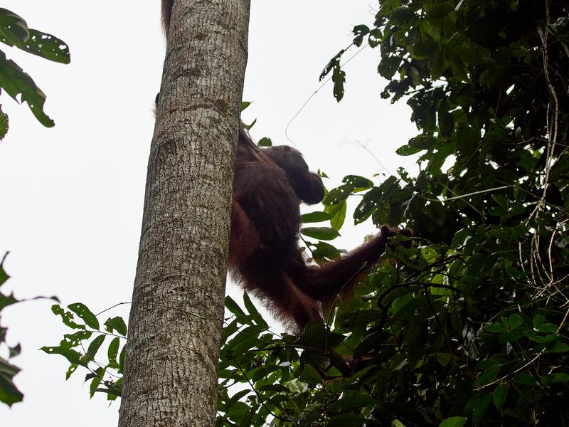 Orangutan, Kinabatangan river and Sukau Rainforest Lodge, Sabah, Malaysia