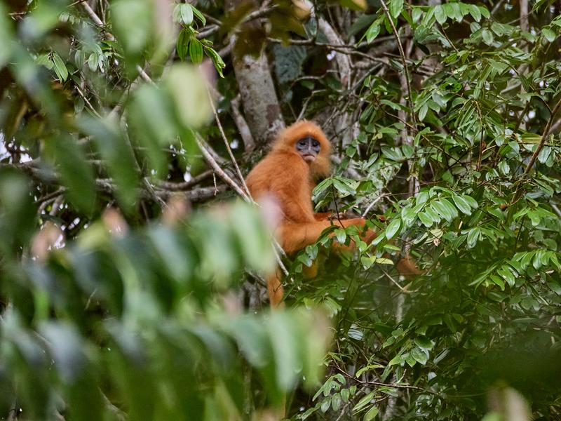 Maroon Leaf Monkey, Kinabatangan river and Sukau Rainforest Lodge, Sabah, Malaysia