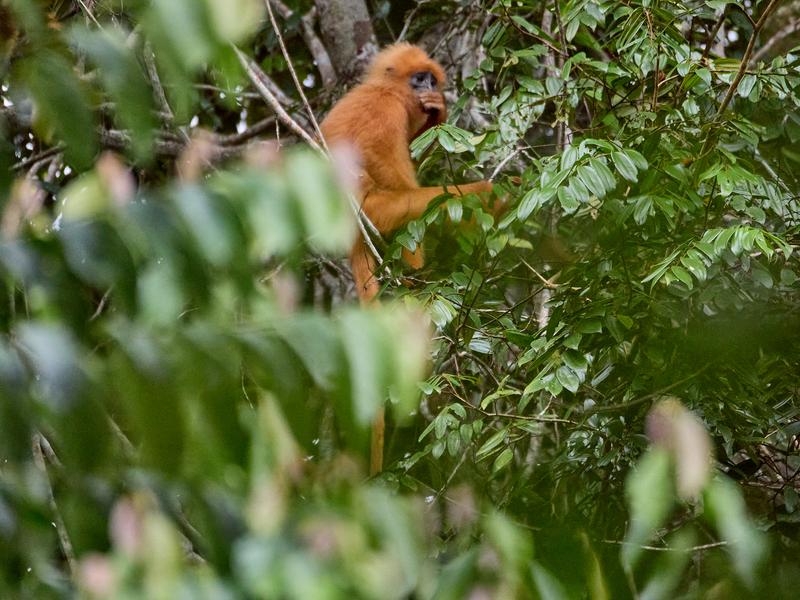 Maroon Leaf Monkey, Kinabatangan river and Sukau Rainforest Lodge, Sabah, Malaysia