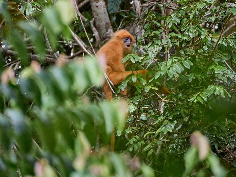 Maroon Leaf Monkey, Kinabatangan river and Sukau Rainforest Lodge, Sabah, Malaysia