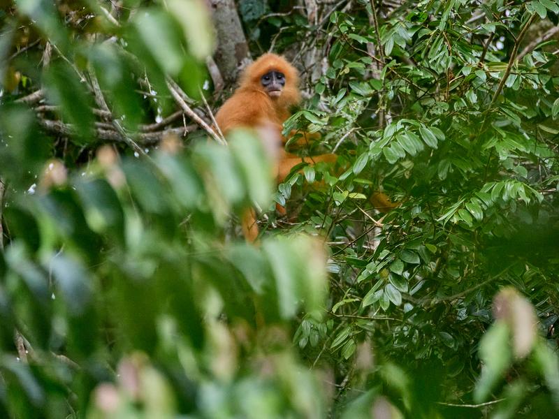 Maroon Leaf Monkey, Kinabatangan river and Sukau Rainforest Lodge, Sabah, Malaysia