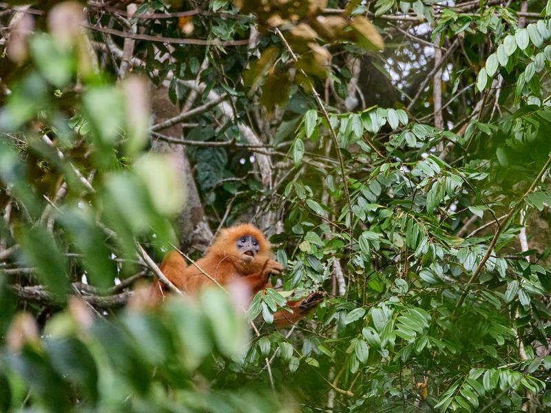 Maroon Leaf Monkey, Kinabatangan river and Sukau Rainforest Lodge, Sabah, Malaysia