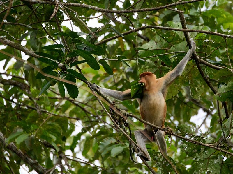 Male Proboscis Monkey, Kinabatangan river and Sukau Rainforest Lodge, Sabah, Malaysia