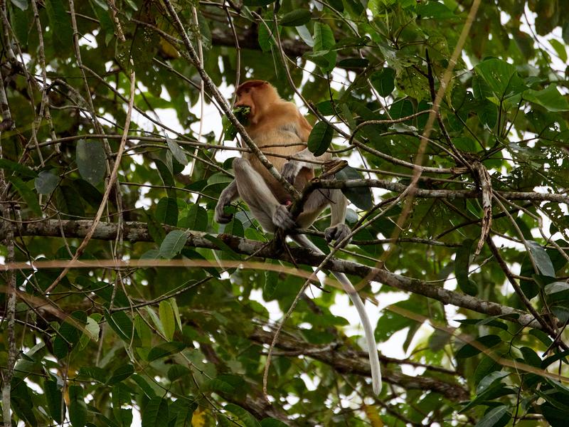 Male Proboscis Monkey, Kinabatangan river and Sukau Rainforest Lodge, Sabah, Malaysia