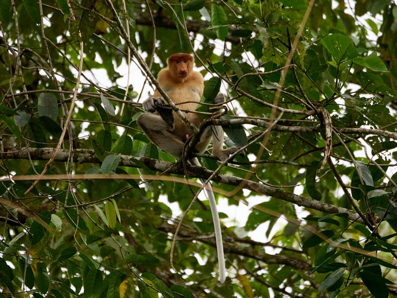 Male Proboscis Monkey, Kinabatangan river and Sukau Rainforest Lodge, Sabah, Malaysia