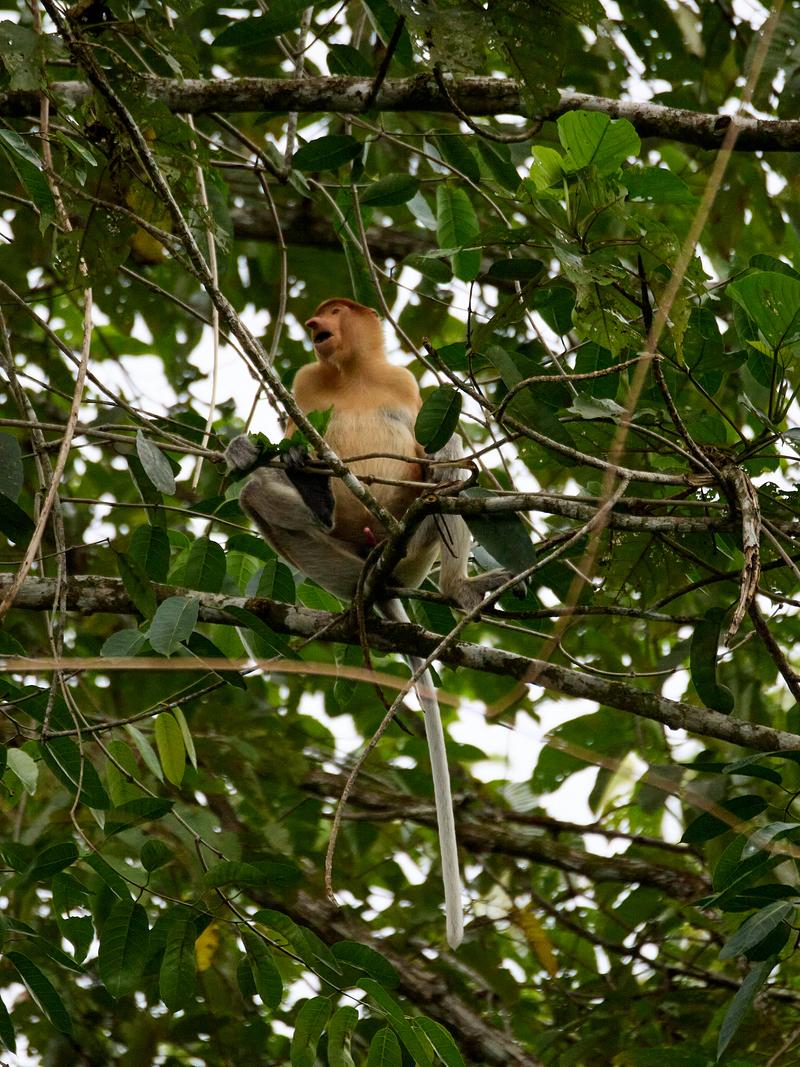 Male Proboscis Monkey, Kinabatangan river and Sukau Rainforest Lodge, Sabah, Malaysia
