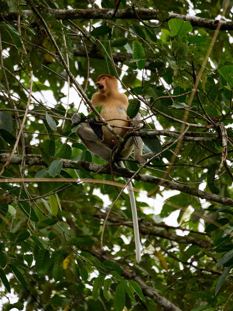 Male Proboscis Monkey, Kinabatangan river and Sukau Rainforest Lodge, Sabah, Malaysia